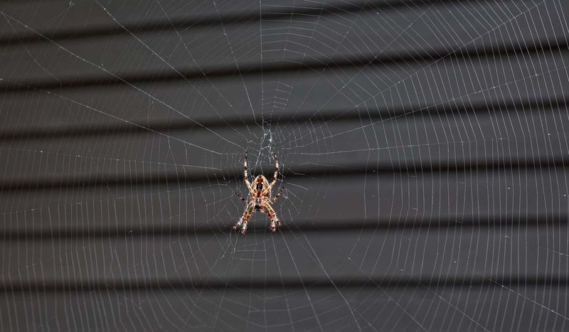 Many Spiders Are Fully Grown By Fall