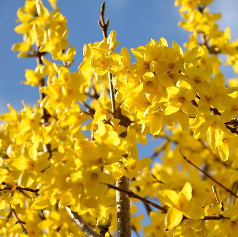 Many Spring Blooming Shrubs Already Carry Next Year's Flower Buds Many Spring Blooming Shrubs Already Carry Next Year's Flower Buds