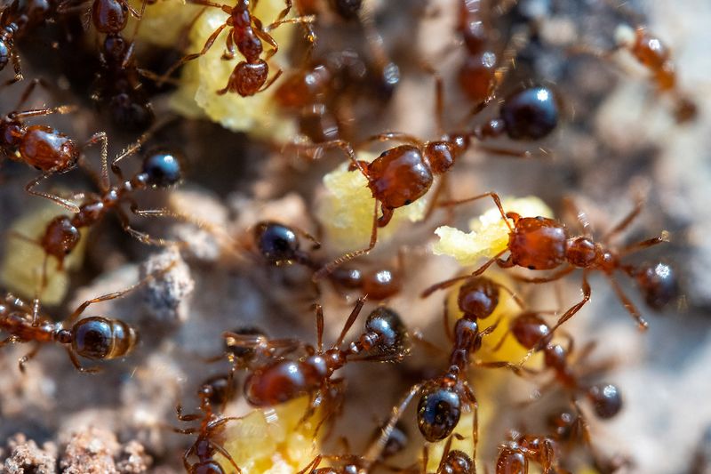 Many Texas Colonies Have Multiple Queens Many Texas Colonies Have Multiple Queens