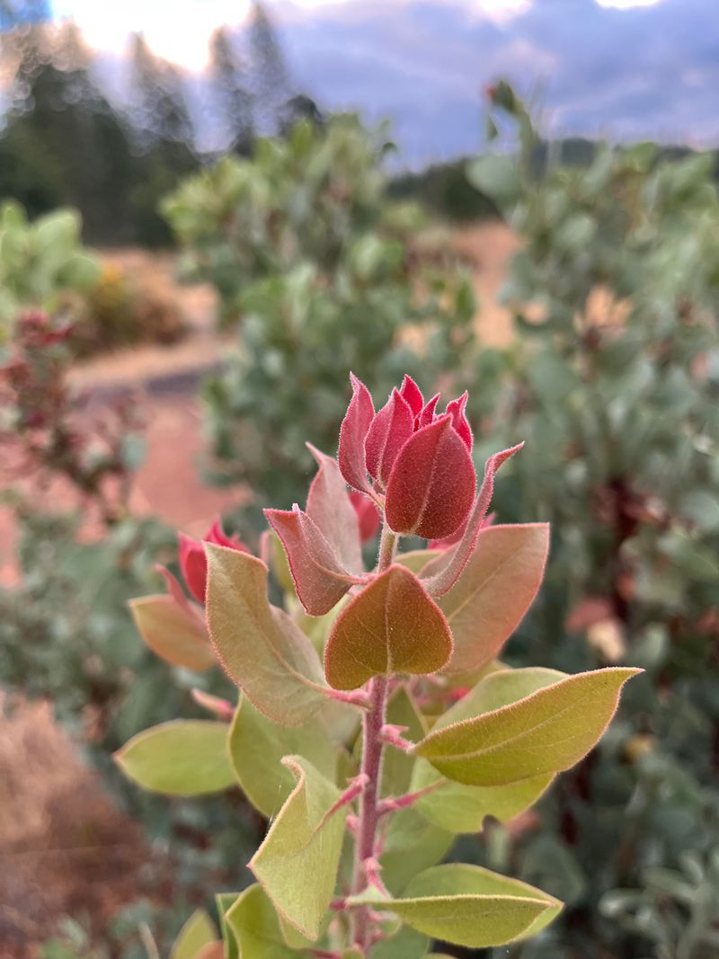 Manzanita Adds Bark And Berry Interest Manzanita Adds Bark And Berry Interest