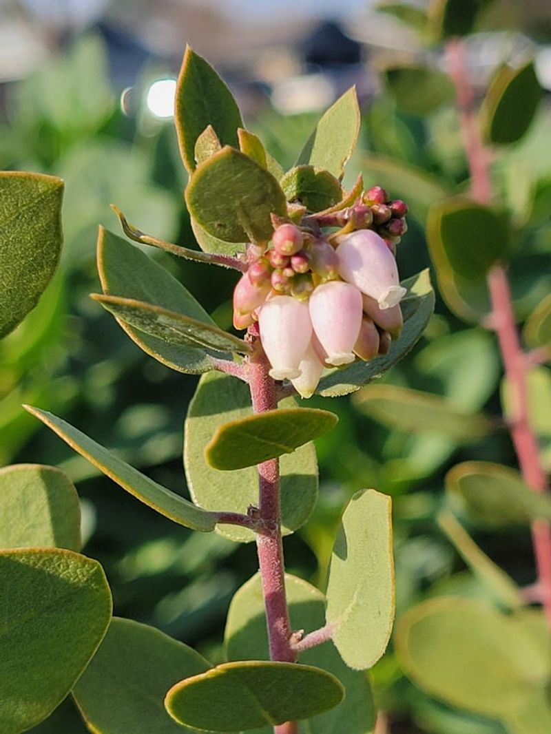 Manzanita Offers Nectar When Little Else Blooms Manzanita Offers Nectar When Little Else Blooms