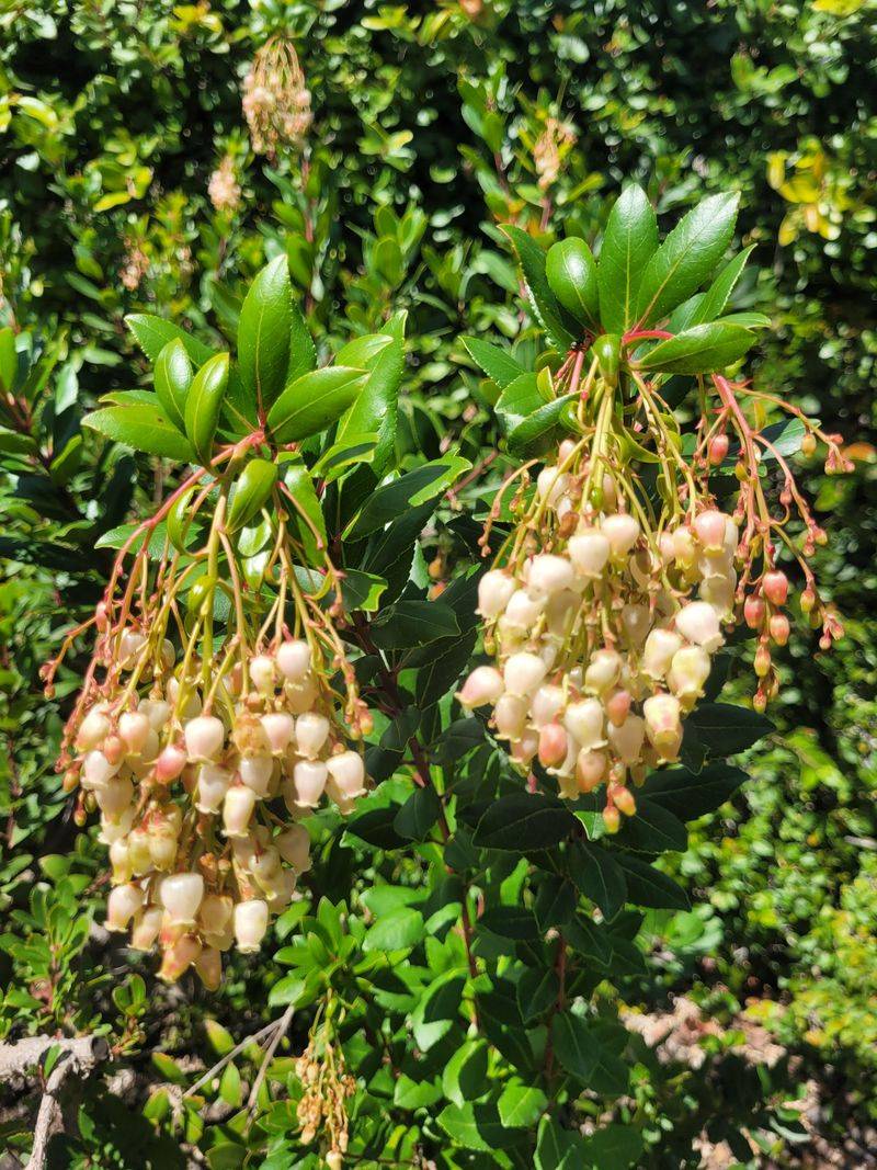 Manzanita Sells Out Due To Slow Growing Stock Manzanita Sells Out Due To Slow Growing Stock
