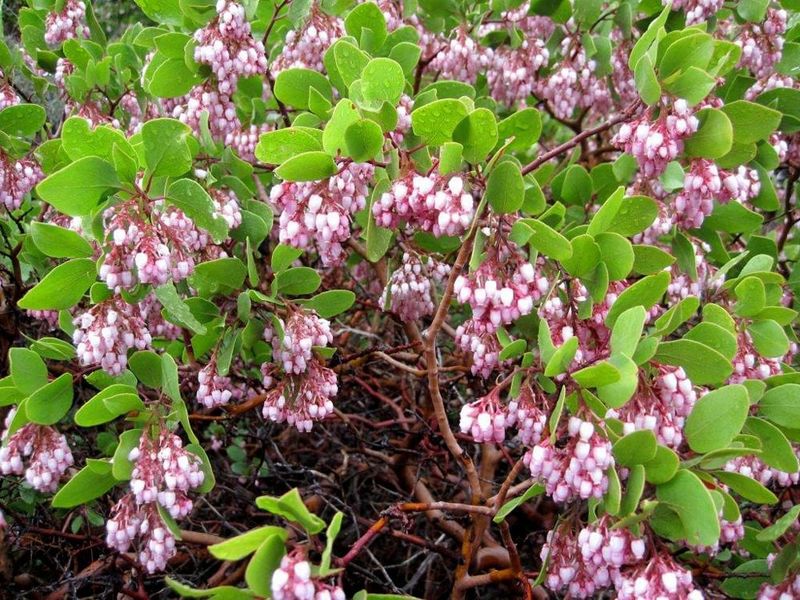Manzanita Settles In During Cooler Months Manzanita Settles In During Cooler Months