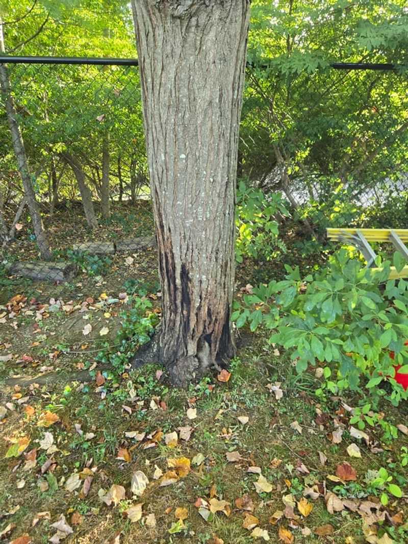 Maple Maple