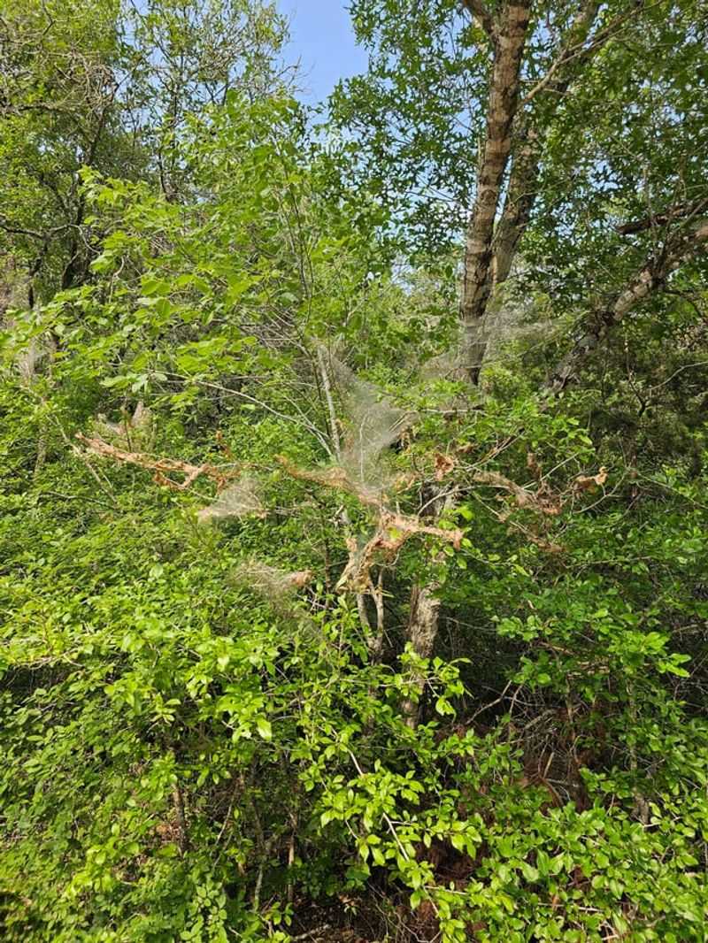 Maples And Mulberries Can Get Covered Too