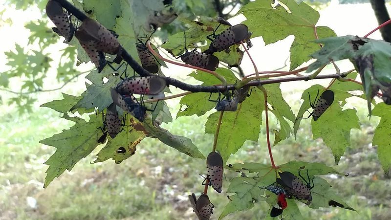 Maples Can Become Favorite Feeding Spots