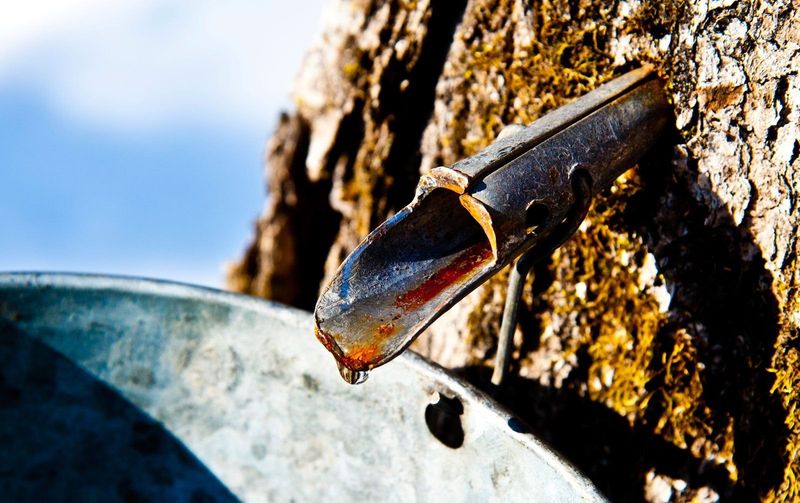 Maples Can Leak Sap After Late Season Cuts Maples Can Leak Sap After Late Season Cuts