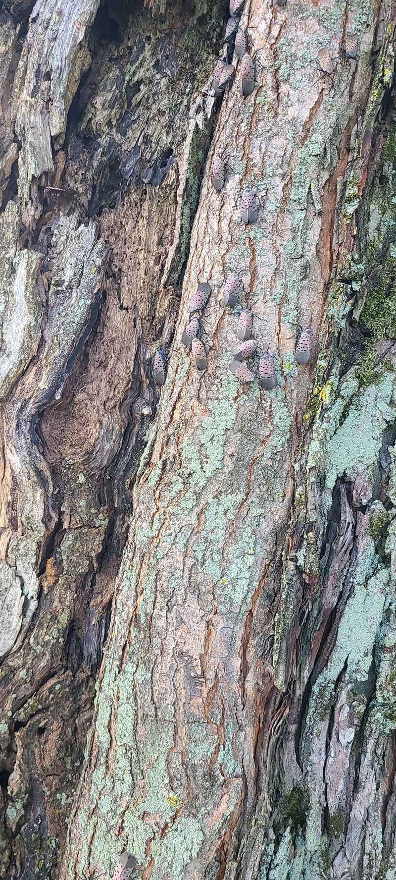Maples Often Become Busy Feeding Sites For Lanternflies Maples Often Become Busy Feeding Sites For Lanternflies
