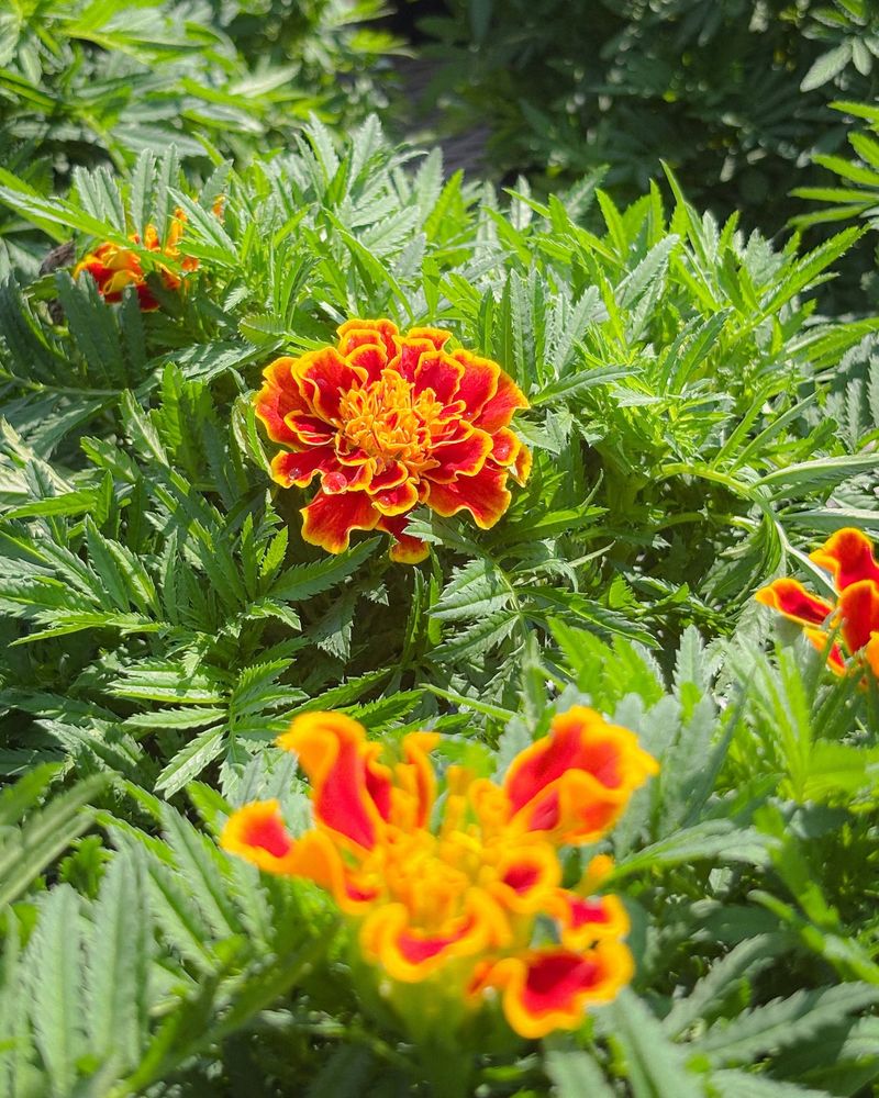 Marigold Holds Color Later Than Expected Marigold Holds Color Later Than Expected