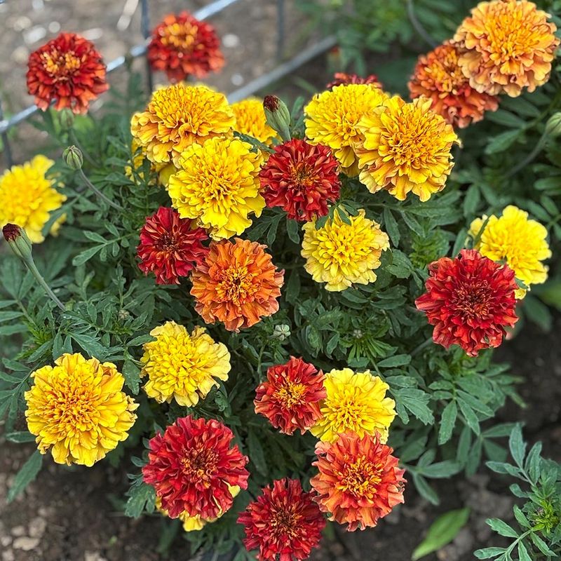 Marigold Marigold
