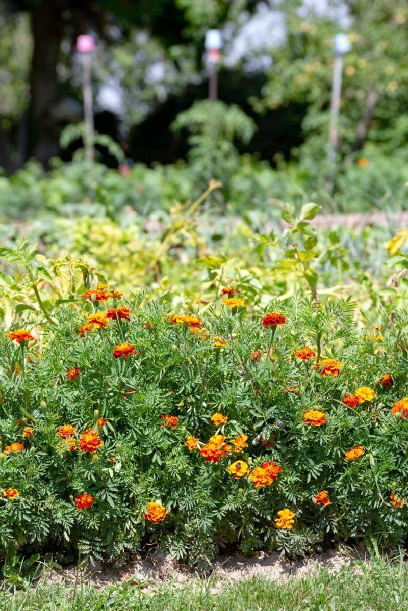 Marigolds Brighten California Beds While Keeping Pests Away Marigolds Brighten California Beds While Keeping Pests Away