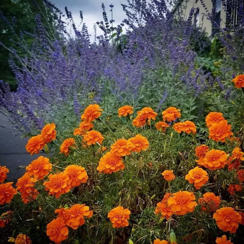 Marigolds Brighten Purple Catmint