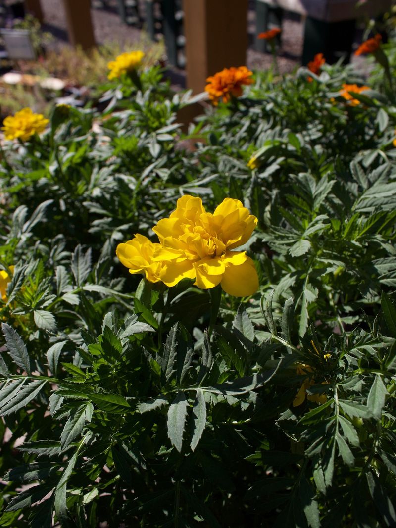 Marigolds Bring A Smell Deer Can't Stand Marigolds Bring A Smell Deer Can't Stand
