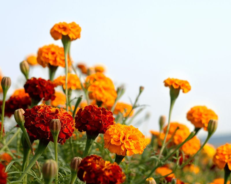 Marigolds Deliver Bold Autumn Warmth In Every Bed Marigolds Deliver Bold Autumn Warmth In Every Bed