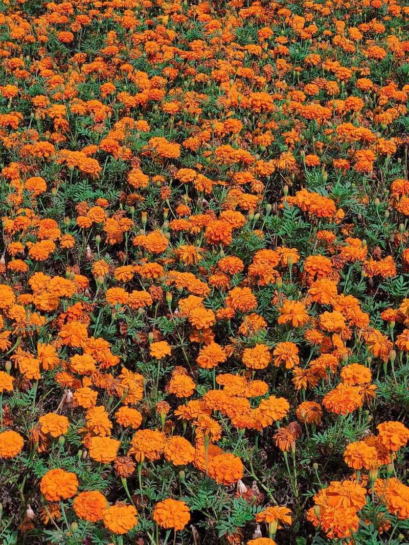 Marigolds For Bright, Hardworking Borders Marigolds For Bright, Hardworking Borders