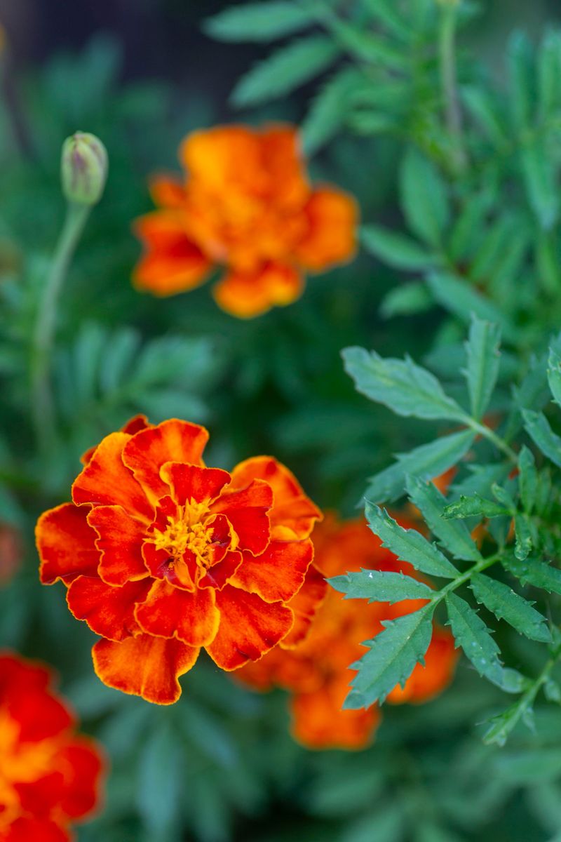 Marigolds Invite Slugs Into Shady Beds Marigolds Invite Slugs Into Shady Beds