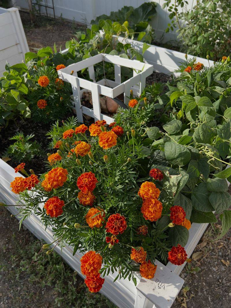Marigolds Near Vulnerable Plantings Marigolds Near Vulnerable Plantings