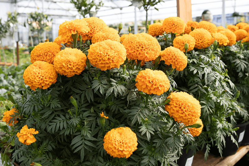 Marigolds