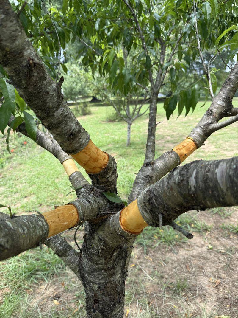 Mark Branch Structure Before Leaves Drop