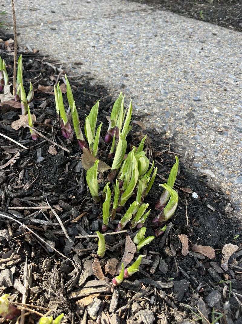 Mark Each Clump So Spring Digging Misses It