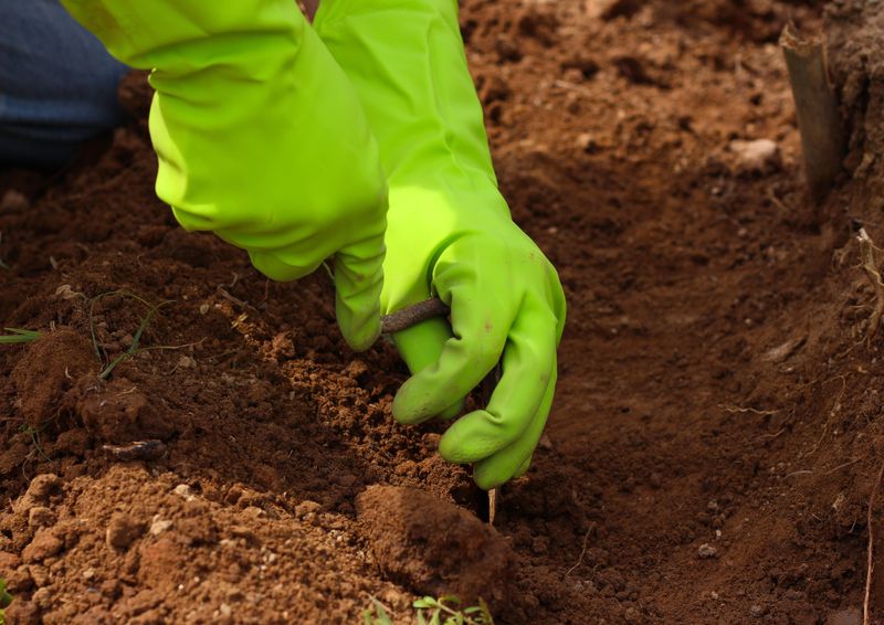 Mark The Crowns So Spring Digging Stays Safe Mark The Crowns So Spring Digging Stays Safe