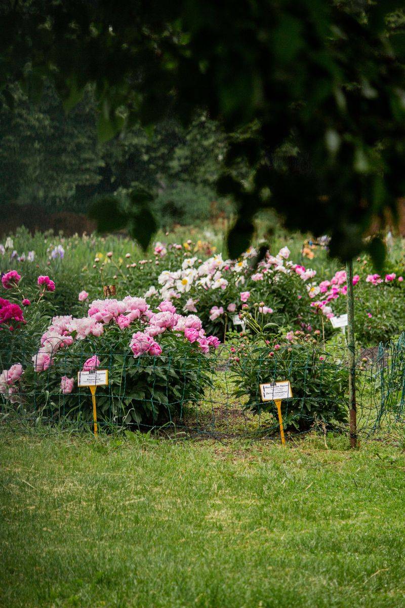 Mark The Plant Location Before Its Foliage Disappears Mark The Plant Location Before Its Foliage Disappears