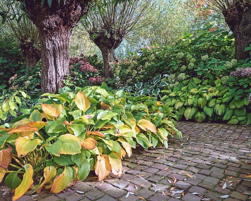 Mark Your Favorite Hosta Spots Before Winter Mark Your Favorite Hosta Spots Before Winter