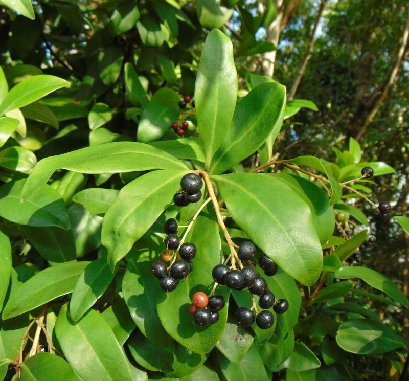 Marlberry Gives Cardinals Dark Fruits And Dense Cover