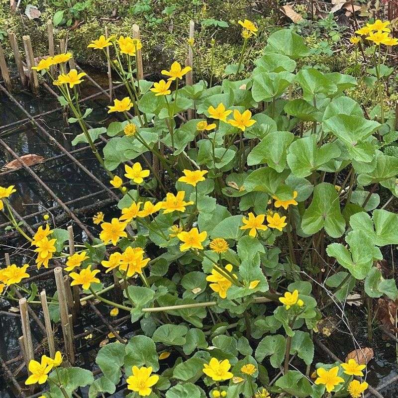 Marsh Marigold Brightens Streamside Beds