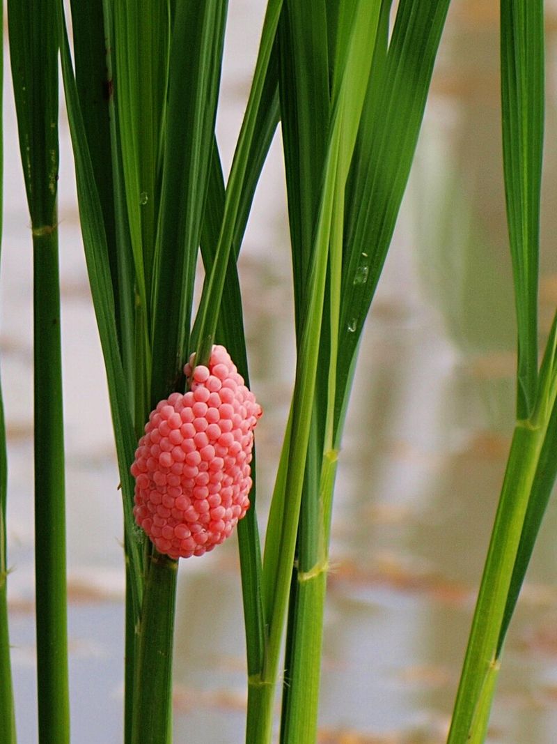 Marsh Plants Feel The Impact