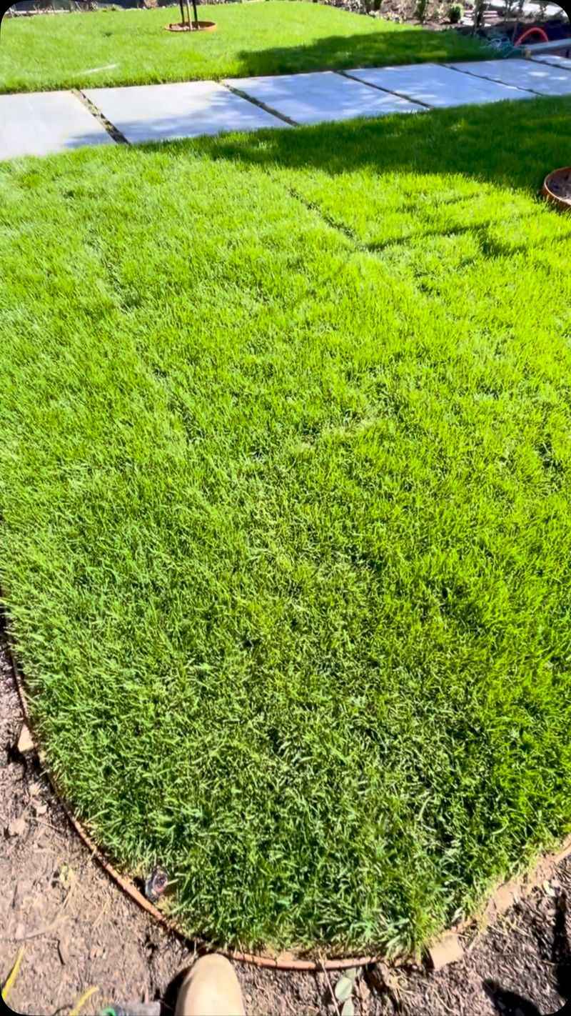 Maryland Turf Runs Out Of Steam By Late Summer
