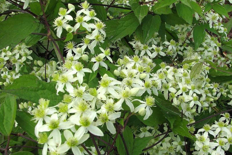 Masses Of Sweet-Scented White Flowers Masses Of Sweet-Scented White Flowers