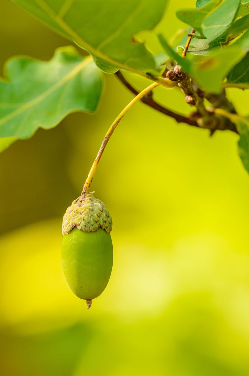 Mast Years And The Science Of A Bumper Crop Mast Years And The Science Of A Bumper Crop