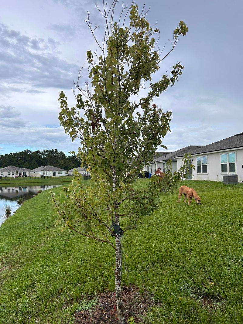 Match Each Young Oak To The Soil It Actually Prefers