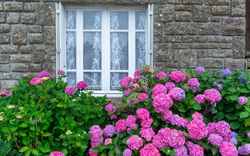 Match Fertilizer Timing To Each Shrub