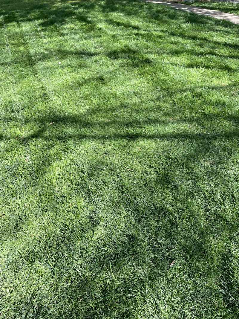 Match Fescue To Your Lawn’s Growing Conditions Match Fescue To Your Lawn’s Growing Conditions