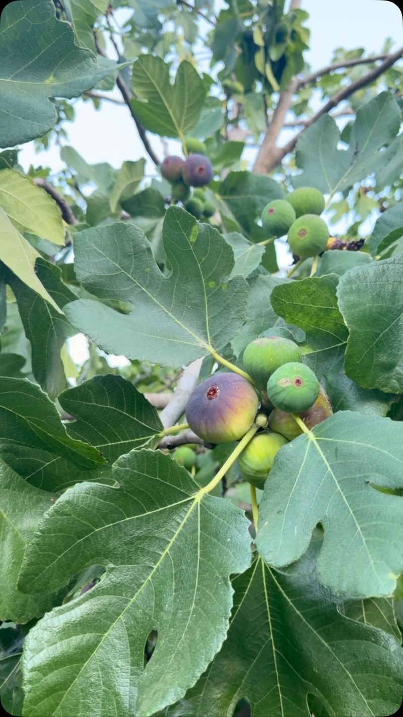 Match Pruning To Your Fig Variety Match Pruning To Your Fig Variety