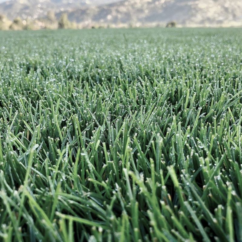 Match Seed Mixes To Ohio Conditions