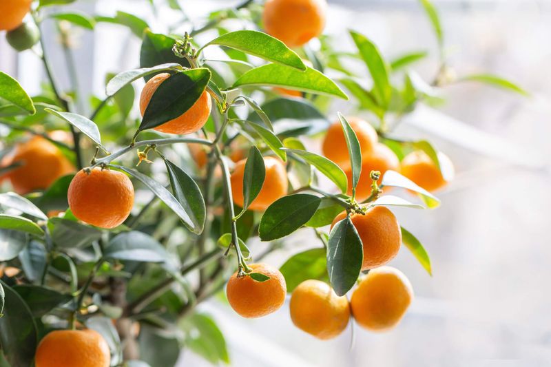 Match September Care To Your Citrus Variety