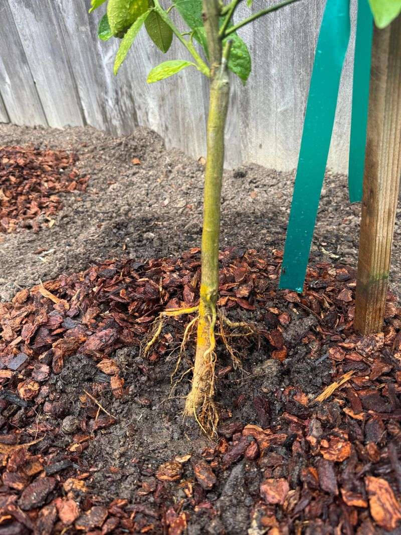 Match The Planting Depth To The Original Match The Planting Depth To The Original