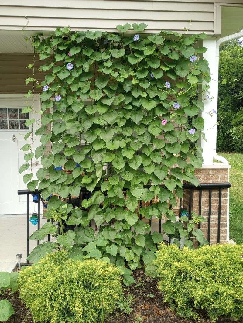 Match The Trellis To The Vine's Climbing Style Match The Trellis To The Vine's Climbing Style