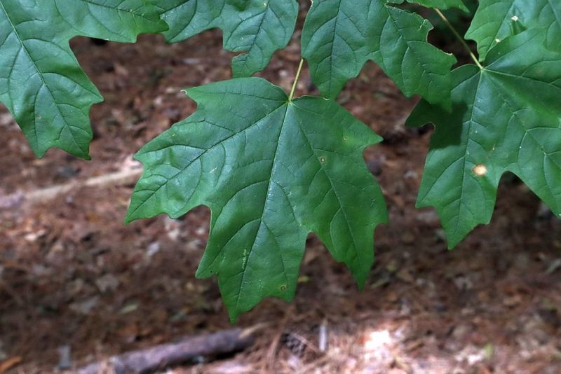 Match This Native Tree To The Moist Soil It Prefers