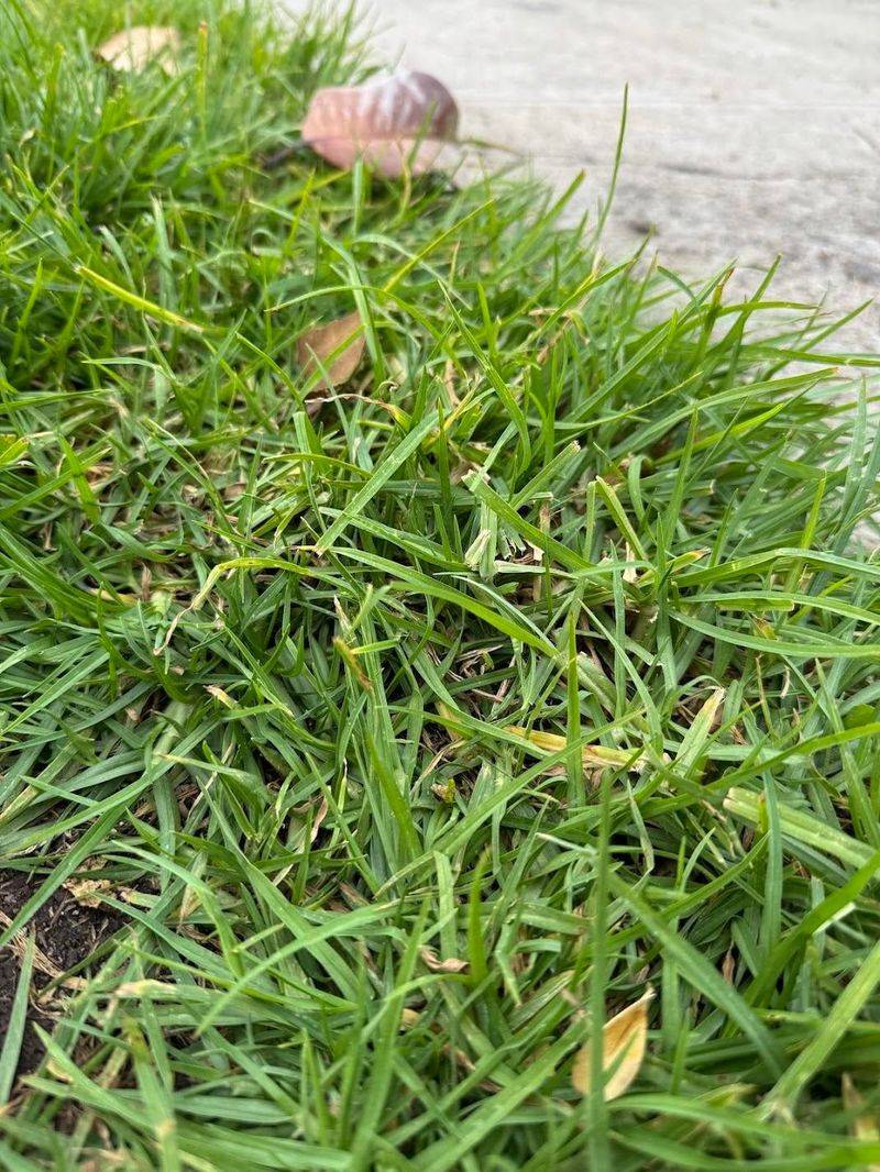 Match Your Grass Type To The Real Answer