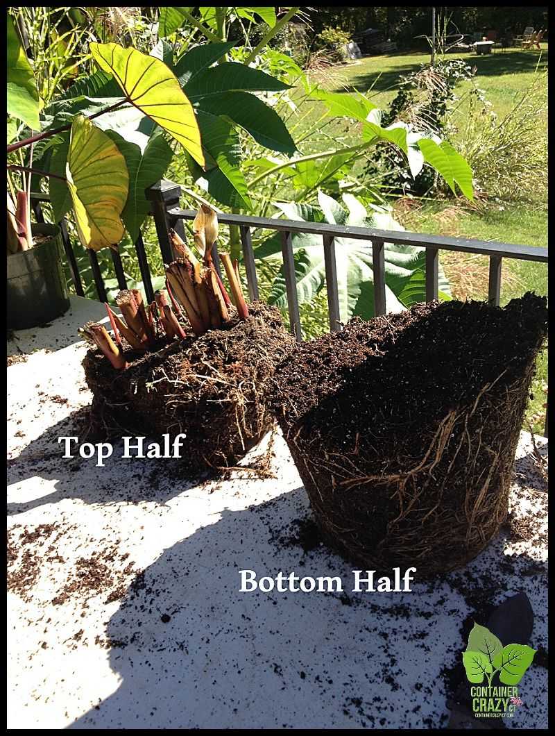 Match overwintering care to your Oregon conditions