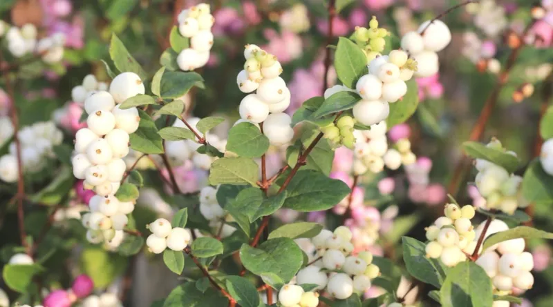 Match snowberry to the space and climate you have