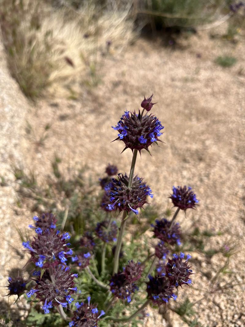 Match the plant to a sunny, reasonably draining site Match the plant to a sunny, reasonably draining site