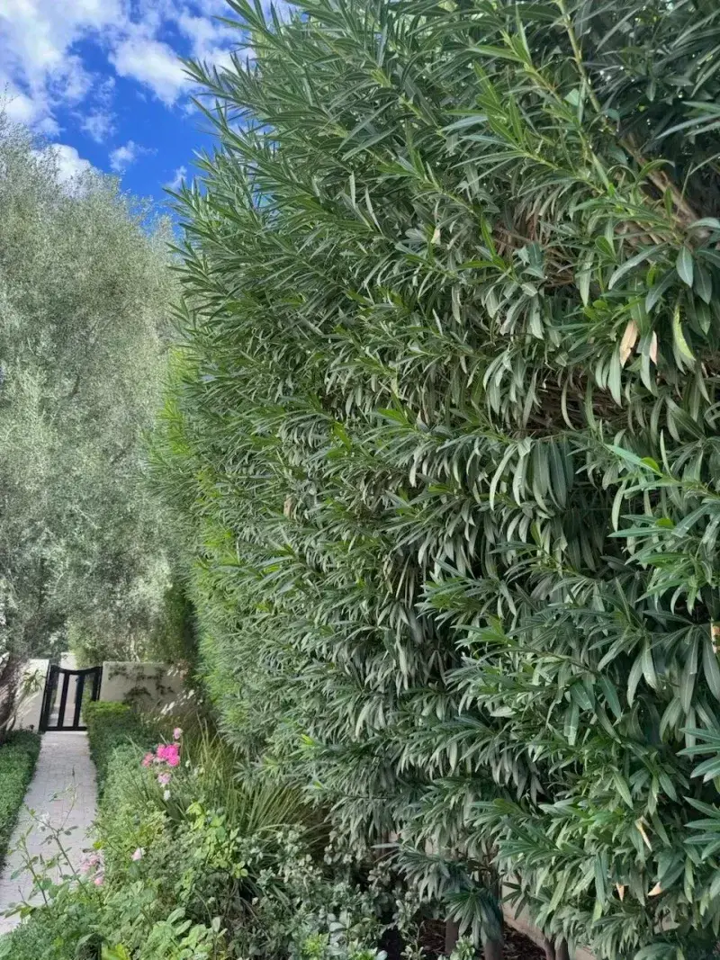 Match the shrub to the site