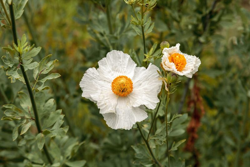 Matilija Poppy Blooms Longer Than Most Realize Matilija Poppy Blooms Longer Than Most Realize