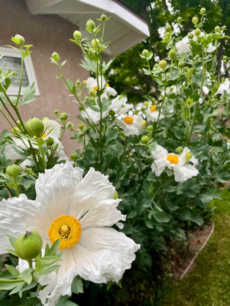 Matilija Poppy Delivers Dramatic Summer Flowers Matilija Poppy Delivers Dramatic Summer Flowers