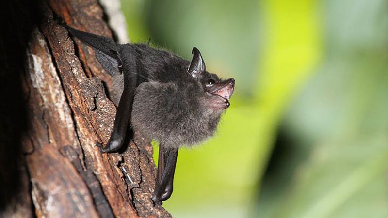 Mating Or Raising Young Is Underway